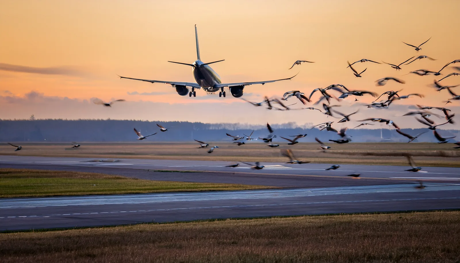 Un vol d’oiseaux survole une piste d’atterrissage pendant qu’un avion de ligne approche pour atterrir